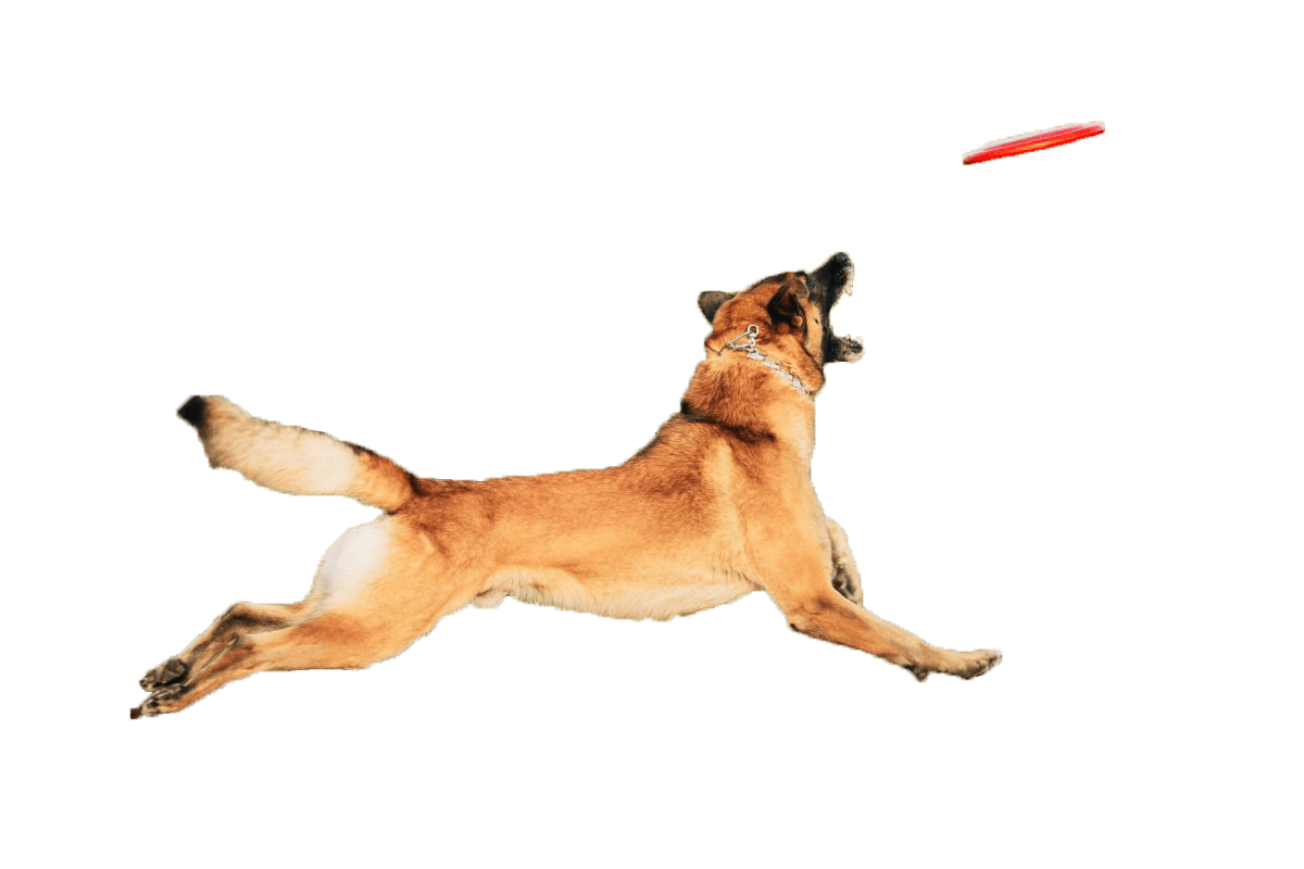 malinois-dog-plays-jumping-to-catch-dog-frisbee