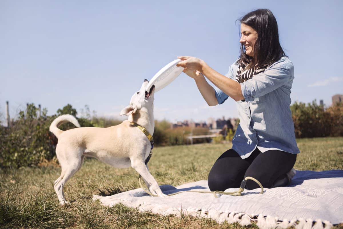 Discdog : comment apprendre le frisbee à mon chien ? - Blog