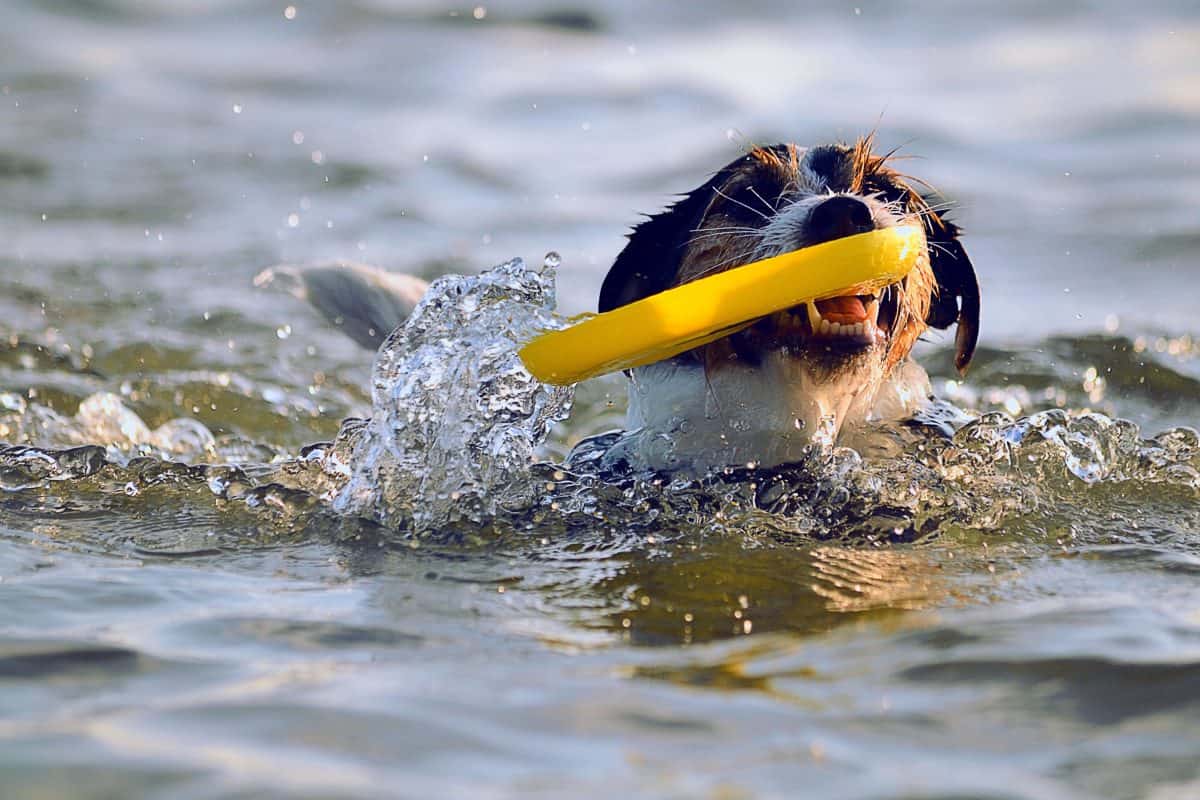 chien-qui-nage-avec-un-frisbee-dans-la-gueule