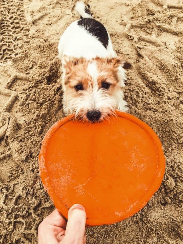 chien-qui-tire-un-frisbee-dans-les-mains-de-son-maitre-frisbee-ultimate