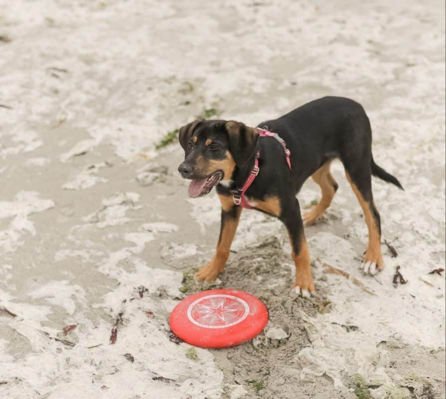 chiot-qui-joue-avec-un-frisbee-rouge-sur-la-plage