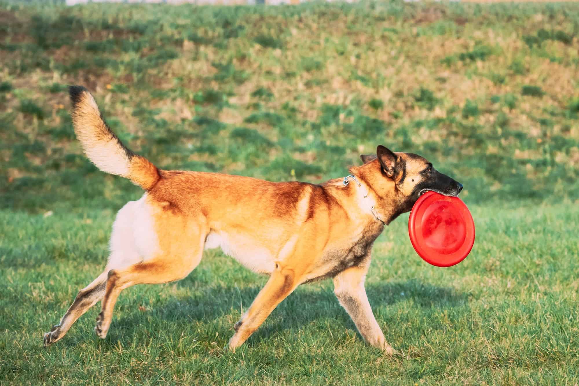Différence entre frisbee et disc-golf - Malinois qui joue avec un frisbee rouge