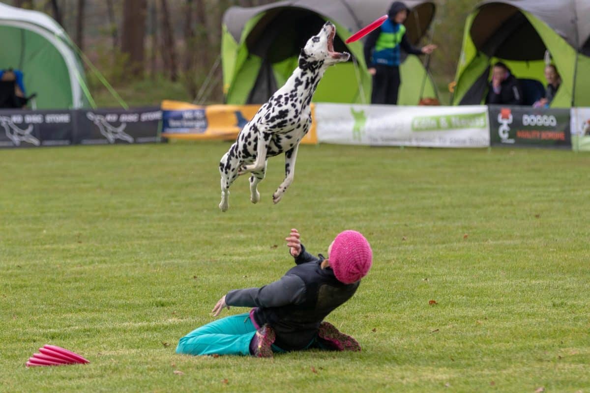 frisbee-ultimate-chien-dalmatien-qui-rattrape-un-frisbee-rouge-lance-par-son-maitre-dans-une-competition-de-disc-dog-boutique-en-ligne-frisbee-ultimate