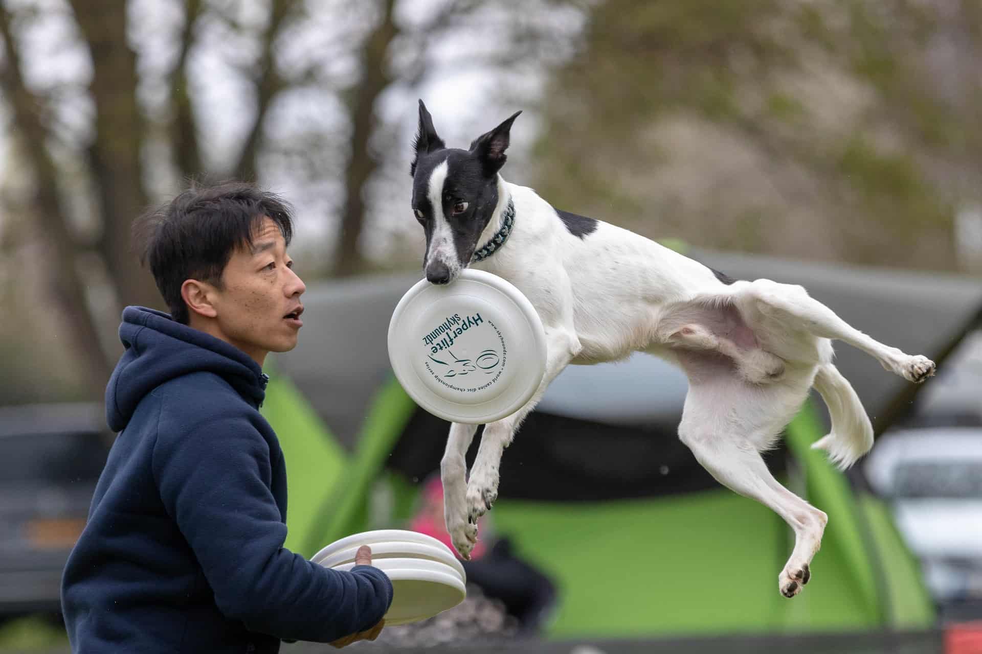 frisbee-ultimate-chien-qui-rattrape-un-frisbee-chiens-lance-par-son-maitre-boutique-en-ligne-frisbee-ultimate