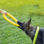Anneau à mordiller pour chiens - Chien jouant avec son maitre tire sur un anneau à mordiller